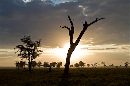 simsearch:851-02963293,k - Kenya, Masai Mara, Narok County. Dawn over Musiara Marsh in the rainy season. Foto de stock - Con derechos protegidos, Código: 862-07496120