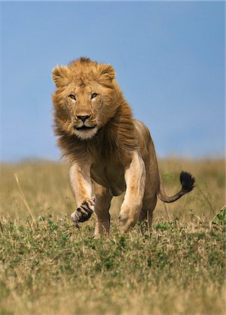 Kenya, Masai Mara, Narok County. A young adult male lion charging. He was trying to intimidate a young lioness who he was courting. Males also charge like this when chasing vultures or hyenas from a kill. Photographie de stock - Rights-Managed, Code: 862-07496121