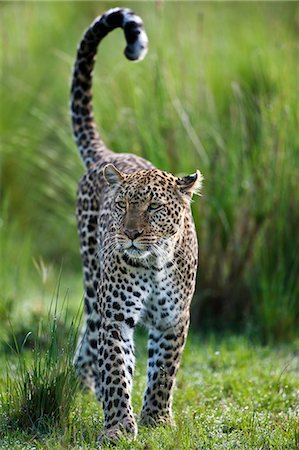 Kenya, Masai Mara, Narok County. Female leopard scent marking. Stock Photo - Rights-Managed, Code: 862-07496134