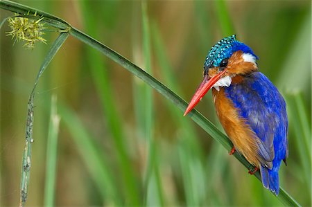 simsearch:862-07496114,k - Kenya, Masai Mara, Musiara Marsh, Narok County. Malachite Kingfisher perched on a sedge stem watching for prey such as small fish and frogs in the marsh. Photographie de stock - Rights-Managed, Code: 862-07496131