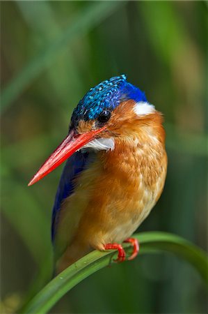 simsearch:862-07496114,k - Kenya, Masai Mara, Musiara Marsh, Narok County. Malachite Kingfisher perched on a sedge stem watching for prey such as small fish and frogs in the marsh. Photographie de stock - Rights-Managed, Code: 862-07496132