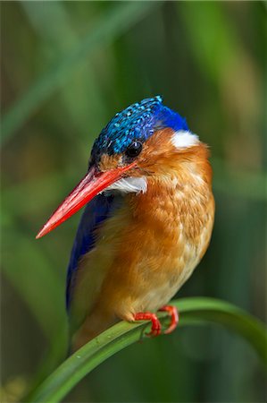 Kenya, Masai Mara, Musiara Marsh, Narok County. Malachite Kingfisher perched on a sedge stem watching for prey such as small fish and frogs in the marsh. Stock Photo - Rights-Managed, Code: 862-07496132