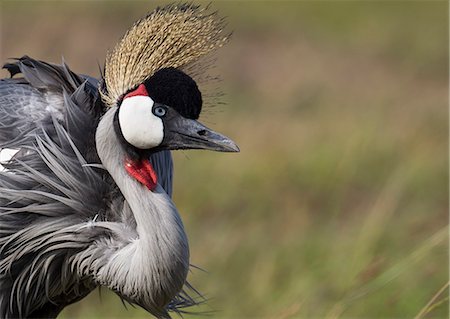 Kenya, Masai Mara, Narok County. A Grey Crowned Crane feeding on seeds and grass heads. Photographie de stock - Rights-Managed, Code: 862-07496144