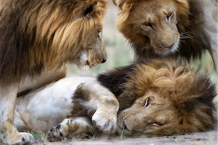 simsearch:862-07496130,k - Kenya, Masai Mara, Narok County. Three adult male lions out patrolling their territory stopping to roll in the dung left by a buffalo. Photographie de stock - Rights-Managed, Code: 862-07496147