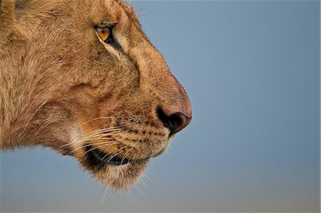 Kenya, Masai Mara, Narok County. Lionesses alert to prey. Stock Photo - Rights-Managed, Code: 862-07496143