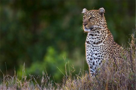Kenya, Masai Mara, Talek River area, Narok County. A female leopard sits alert on a termite mound late in the evening watching for prey. Stock Photo - Rights-Managed, Code: 862-07496154