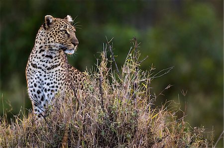 Kenya, Masai Mara, Talek River area, Narok County. A female leopard sits alert on a termite mound late in the evening watching for prey. Stock Photo - Rights-Managed, Code: 862-07496155