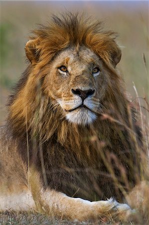 Kenya, Masai Mara, Narok County. A dark maned pride male sitting alert in long red oat grass early in the morning. Stock Photo - Rights-Managed, Code: 862-07496151