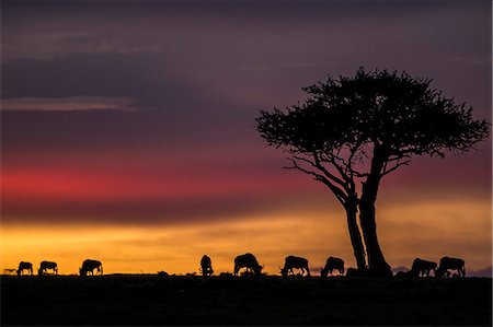 safari landscape animal - Kenya, Masai Mara, Narok County. Boscia tree and wildebeest at dawn during the annual migration. Dry season. Stock Photo - Rights-Managed, Code: 862-07496164