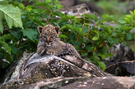 Kenya, Masai Mara, Mara North Conservancy, Mara Buffalo Rocks, Narok County. A ten week old male leopad cub early in the morning at the rocky outcrop where it was born. Stock Photo - Rights-Managed, Code: 862-07496165