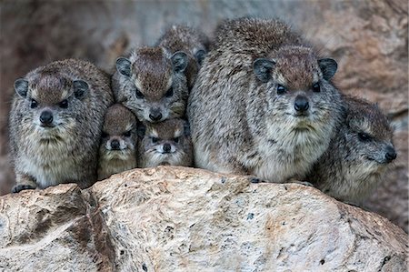 simsearch:862-07496069,k - Kenya, Masai Mara, Leopard Gorge, North Mara Conservancy, Narok County. Bush Hyrax colony huddling together for warmth in the early morning. Foto de stock - Con derechos protegidos, Código: 862-07496166