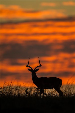 Kenya, Masai Mara, Narok County. Male Impala alert at dawn during the dry season. Photographie de stock - Rights-Managed, Code: 862-07496167