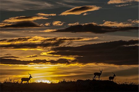 simsearch:862-07496114,k - Kenya, Masai Mara, Narok County. Male Impala alert at dawn during the dry season. Photographie de stock - Rights-Managed, Code: 862-07496162