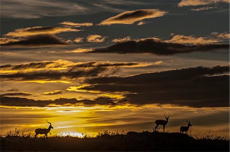 simsearch:862-03736905,k - Kenya, Masai Mara, Narok County. Male Impala alert at dawn during the dry season. Stock Photo - Rights-Managed, Code: 862-07496162