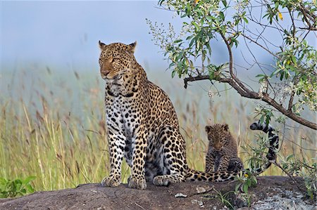 panthère - Kenya, Masai Mara, Leopard Gorge, Mara North Conservancy, Narok County. Female leopard with 4 month old female cub among red oat grass at Leopard Gorge. Photographie de stock - Rights-Managed, Code: 862-07496184