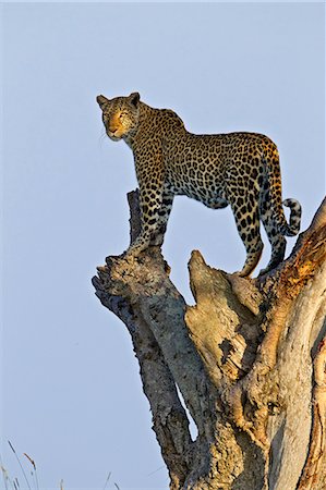Kenya, Masai Mara, Mara North Conservancy, Leopard Gorge, Narok County. A female leopard looking out across her territory for danger and possible prey early in the morning. Stock Photo - Rights-Managed, Code: 862-07496186