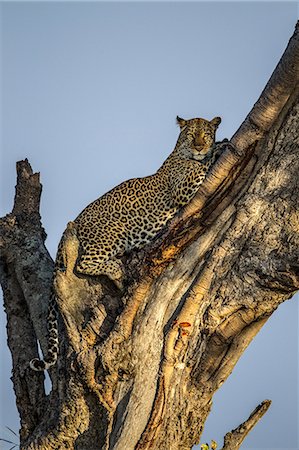 Kenya, Masai Mara, Mara North Conservancy, Leopard Gorge, Narok County. A female leopard in a fig tree looking out across her territory for danger and possible prey early in the morning. Stock Photo - Rights-Managed, Code: 862-07496188