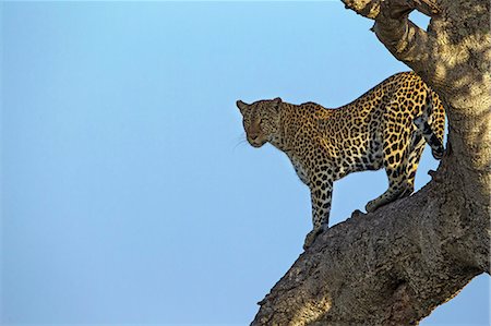 simsearch:862-08090015,k - Kenya, Masai Mara, Mara North Conservancy, Leopard Gorge, Narok County. A female leopard in a fig tree looking out across her territory for danger and possible prey early in the morning. Photographie de stock - Rights-Managed, Code: 862-07496189