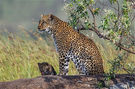 Kenya, Masai Mara, Mara North Conservancy, Leopard Gorge, Narok County. A female leopard with her four month old female cub at rocky outcrop among red oat grass. Stock Photo - Rights-Managed, Code: 862-07496180