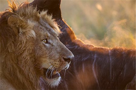 Kenya, Masai Mara, Narok County. A male lion defending a buffalo kill from vultures at dawn. Photographie de stock - Rights-Managed, Code: 862-07496195
