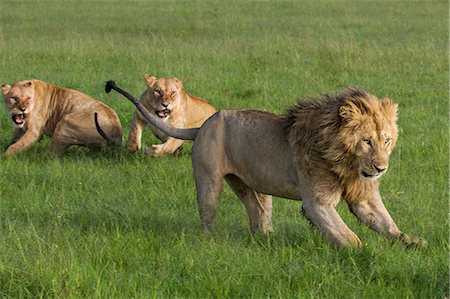 simsearch:862-07496176,k - Kenya, Masai Mara, Narok County. A pride male challenging a young lioness who was being forced to leave the pride, while her older relatives look on. There were too many adult lionesses already. Stock Photo - Rights-Managed, Code: 862-07496197