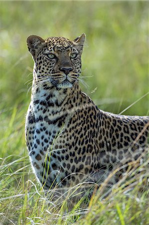 Kenya, Masai Mara, Narok County. A female leopard stands alert near to the tree where she has stashed her kill, and her cub is feeding. She is watchful for lions and hyenas. Stock Photo - Rights-Managed, Code: 862-07496199