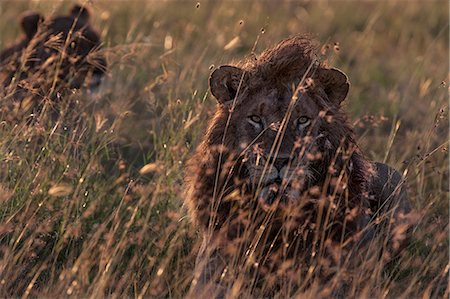 simsearch:862-07496130,k - Kenya, Masai Mara, Narok County. A male lion guarding a lioness who is coming in to season so he can mate with her and prevent other males from approaching. Dawn with red oat grass. Photographie de stock - Rights-Managed, Code: 862-07496192