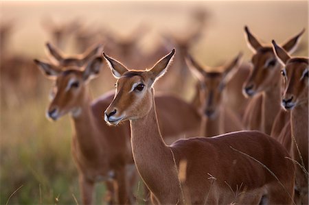 prey - Kenya, Masai Mara, Musiara Marsh, Narok County. Herd of female impala with at dawn. Stock Photo - Rights-Managed, Code: 862-07496209