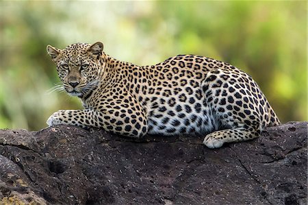 Kenya, Masai Mara, Mara North Conservancy, Leopard Gorge, Narok County. A young female leopard lying on a rock at the end of the afternoon. Stock Photo - Rights-Managed, Code: 862-07496201