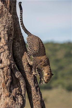 simsearch:862-03367005,k - Kenya, Masai Mara, Narok County. A 20 month old male leopard descends from the tree where he has been feeding on a kill. Fotografie stock - Rights-Managed, Codice: 862-07496215