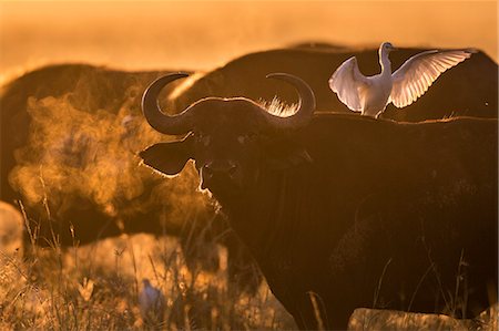 simsearch:862-03890045,k - Kenya, Masai Mara, Musiara Marsh, Narok County. A herd of old male buffalos with Cattle Egrets in attendance at dawn. Photographie de stock - Rights-Managed, Code: 862-07496210