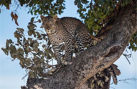 simsearch:862-07496149,k - Kenya, Masai Mara, Narok County. A 20 month old male leopard watchfull in the tree where he has been feeding on a kill. Photographie de stock - Rights-Managed, Code: 862-07496212