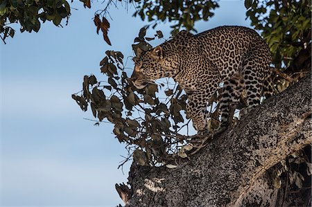 simsearch:862-07495973,k - Kenya, Masai Mara, Narok County. A 20 month old male leopard watchfull in the tree where he has been feeding on a kill. Photographie de stock - Rights-Managed, Code: 862-07496213