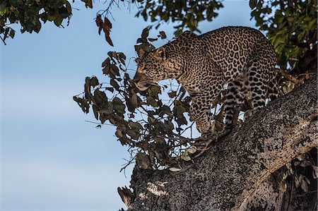 simsearch:862-07496149,k - Kenya, Masai Mara, Narok County. A 20 month old male leopard watchfull in the tree where he has been feeding on a kill. Photographie de stock - Rights-Managed, Code: 862-07496213