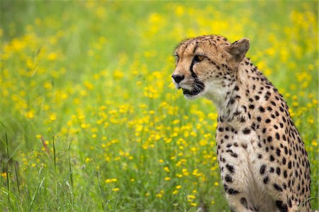 raubtier - Africa, Cheetah Conservation Fund, Namibia. A female cheetah at CCF resting in a large enclosure. Stockbilder - Lizenzpflichtiges, Bildnummer: 862-07496235