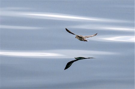 reflection - Norway, Arctic, Svalbard, Spitzbergen, Storfjorden. A greater Skua flies over calm seas off the east coast of Spitzbergen. Stock Photo - Rights-Managed, Code: 862-07496238