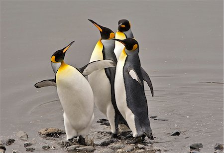 simsearch:862-07495731,k - Antarctica, South Georgia Island. King Penguins jostling one another while exhibiting elements of courtship and breeding behaviour. Photographie de stock - Rights-Managed, Code: 862-07496261