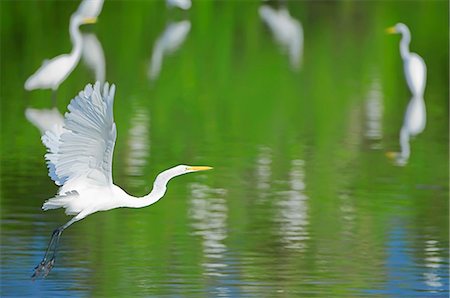 simsearch:400-05677181,k - Great Egret on flight,  Sanibel Island, JN Ding Darling National Wildlife Refuge, Florida, USA Photographie de stock - Rights-Managed, Code: 862-07496326