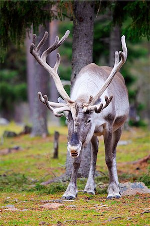 person with deer - Europe, Finland, Lapland, Salla, Salla Reindeer Park, a large male reindeer with fur-covered antlers in Taiga woodland Stock Photo - Rights-Managed, Code: 862-07650635