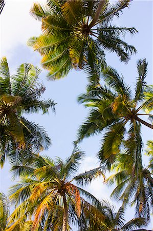 sao miguel - South America, Brazil, Alagoas, Praia do Patacho, coconut palms Stock Photo - Rights-Managed, Code: 862-07689845