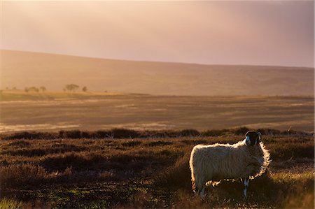 United Kingdom, England, North Yorkshire, Goathland. A sheep on the Moors near Goathland. Stock Photo - Rights-Managed, Code: 862-07689968