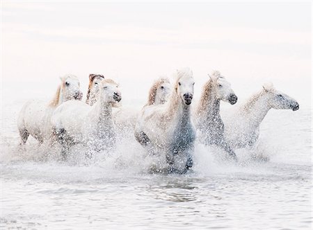 Camargue white horses galloping through water, Camargue, France Stockbilder - Lizenzpflichtiges, Bildnummer: 862-07690005