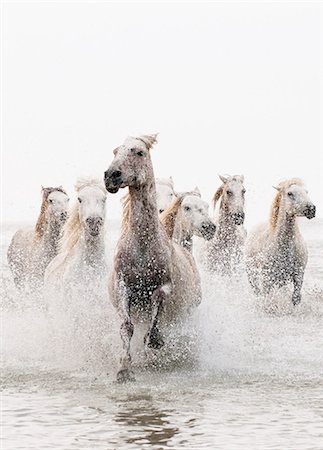 Camargue white horses galloping through water, Camargue, France Photographie de stock - Rights-Managed, Code: 862-07690007