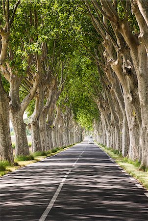 simsearch:862-07690007,k - A tree-lined road, Languedoc-Roussillon, France Fotografie stock - Rights-Managed, Codice: 862-07690001