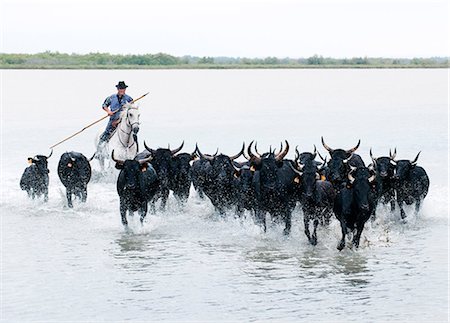 running of the bulls - Black bulls of Camargue and their herder running through the water, Camargue, France Photographie de stock - Rights-Managed, Code: 862-07690018