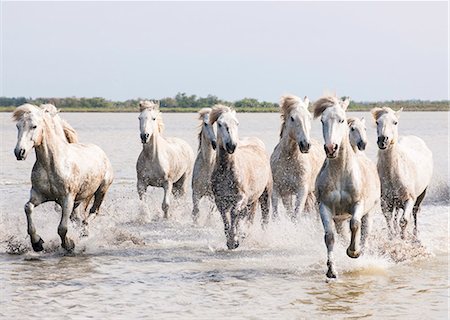 Camargue white horses galloping through water, Camargue, France Fotografie stock - Rights-Managed, Codice: 862-07690011