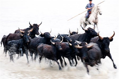 Black bulls of Camargue and their herder running through the water, Camargue, France Photographie de stock - Rights-Managed, Code: 862-07690013