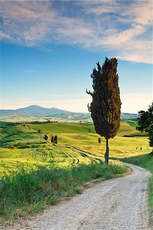 european cypress tree - Italy, Tuscany, Siena district, Orcia Valley, country road near Pienza. Stock Photo - Rights-Managed, Code: 862-07690177