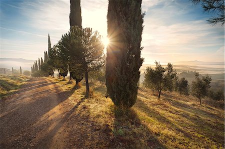 simsearch:862-08090466,k - Italy, Tuscany, Siena district, Orcia Valley, countryroad near San Quirico d'Orcia. Fotografie stock - Rights-Managed, Codice: 862-07690211