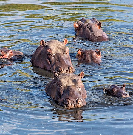 Kenya, Masai Mara, Narok County. A group of hippos wallow in the Mara River. Stock Photo - Rights-Managed, Code: 862-07690328